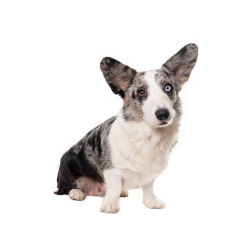 Male odd-eye Cardigan Corgi isolated in white