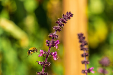Hummel Pollenflug im Garten an lila Pflanze, Strauchbasilikum