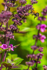 Hummel Pollenflug im Garten an lila Pflanze, Strauchbasilikum