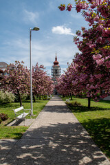 Naklejka premium church and flowers in spring