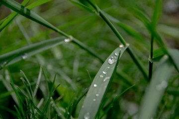 morning dew on the grass