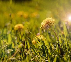 Beautiful yellow dandelion flower in warm summer or spring in sunlight against the background of lush green grass.Beauty of nature.Macro.Summer concept.Side view.copy space.