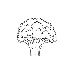 broccoli hand drawn sketch vector doodle illustration. Green vegetables healthy food clipart