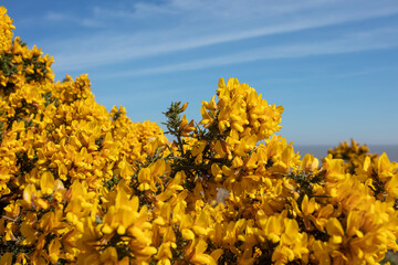 Yellow Flowering Gorse on a sunny day