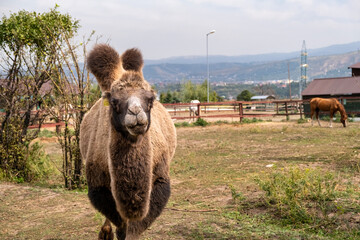 camel on a farm