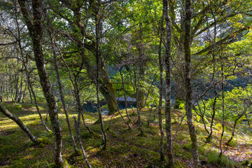 Obraz premium Spean Bridge Woodland