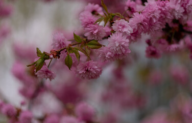 Beautiful blooming pink Sakura tree in park.