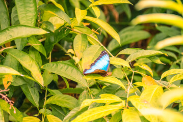 Blue butterfly sitting around