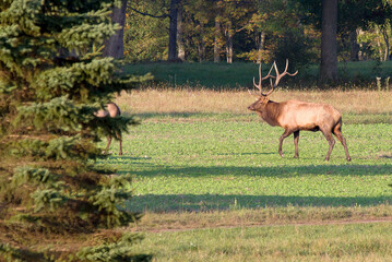 Bull elk located in Benezette, PA