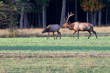 bull elk pursuing a cow elk, Benezette, PA