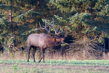 bull elk bugling in the woods, Benezette, PA