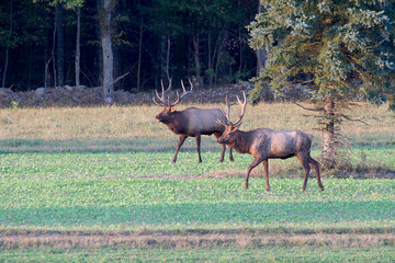 Bull elk located in Benezette, PA