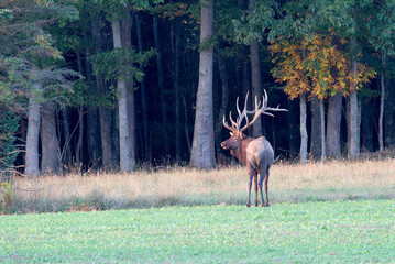 bull elk located in Benezette, Pa.