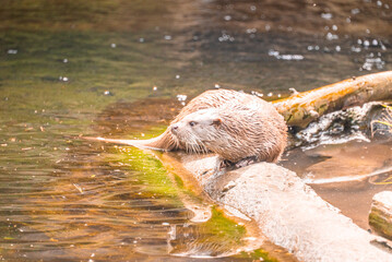 Otter sitting on rock