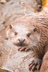 Otter looking straight at you