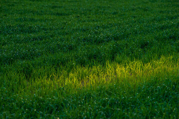 Rural landscape of young green wheat growing in fields at sunset, 
windmills