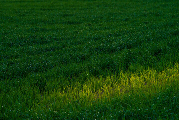Rural landscape of young green wheat growing in fields at sunset, 
windmills
