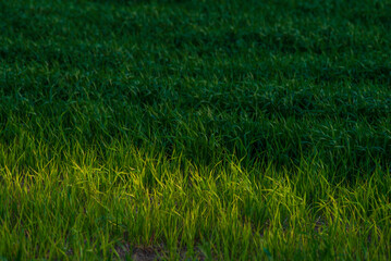 Rural landscape of young green wheat growing in fields at sunset, 
windmills