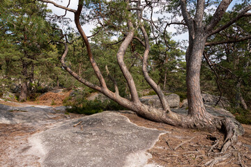 Pin sylvestre, Pinus sylvestris, Rochers, Gorges de Franchard, Forêt de Fontainebleau, Seine et Marne, 78