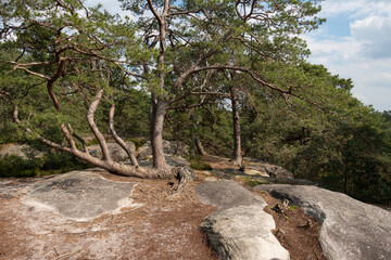 Fototapeta na wymiar Pin sylvestre, Pinus sylvestris, Rochers, Gorges de Franchard, Forêt de Fontainebleau, Seine et Marne, 78