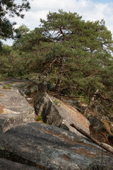 Pin sylvestre, Pinus sylvestris, Rochers, Gorges de Franchard, Forêt de Fontainebleau, Seine et Marne, 78