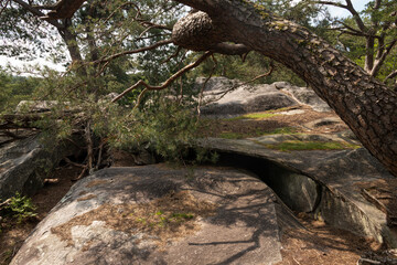 Pin sylvestre, Pinus sylvestris, Rochers, Gorges de Franchard, Forêt de Fontainebleau, Seine et Marne, 78
