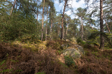 Cabaret Masson, Forêt de Fontainebleau, Seine et Marne, 78