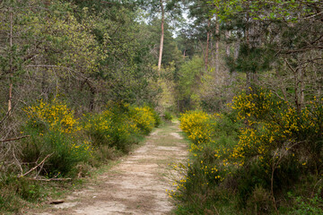 Route de la Belle Croix, Cabaret Masson, Forêt de Fontainebleau, Seine et Marne, 78