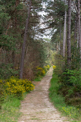 Obraz premium Route de la Belle Croix, Cabaret Masson, Forêt de Fontainebleau, Seine et Marne, 78