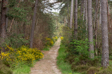 Route de la Belle Croix, Cabaret Masson, Forêt de Fontainebleau, Seine et Marne, 78
