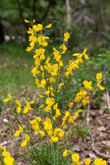 Genêt à balais, Cytisus scoparius