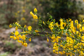 Genêt à balais, Cytisus scoparius