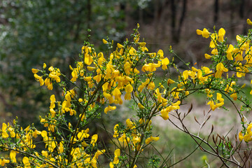 Obraz premium Genêt à balais, Cytisus scoparius