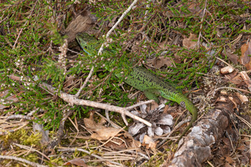 Lézard vert, Lacerta bilineata