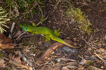 Lézard vert, Lacerta bilineata