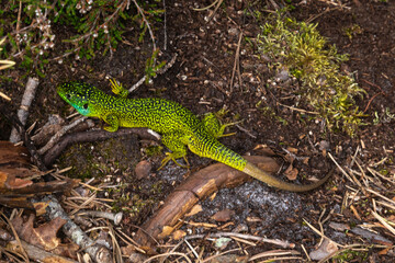 Lézard vert, Lacerta bilineata