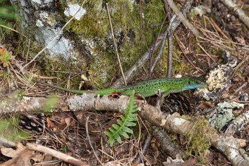 Lézard vert, Lacerta bilineata