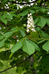 Marronnier d’Inde, Aesculus hippocastanum