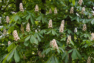 Marronnier d’Inde, Aesculus hippocastanum