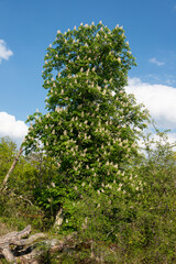 Marronnier d’Inde, Aesculus hippocastanum