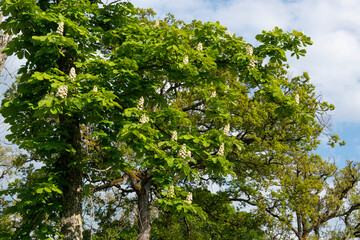 Marronnier d’Inde, Aesculus hippocastanum