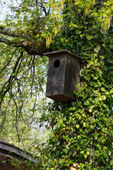 Nichoir à oiseaux, Lierre, hedera helix