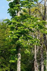 Fototapeta premium Marronnier d’Inde, Aesculus hippocastanum