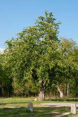 Marronnier d’Inde, Aesculus hippocastanum