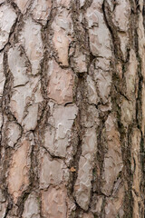 Pin sylvestre , Ecorse, Pinus sylvestris