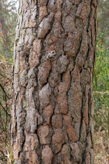 Pin sylvestre , Ecorse, Pinus sylvestris