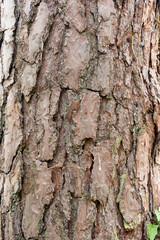 Pin sylvestre , Ecorse, Pinus sylvestris