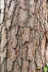 Fototapeta premium Pin sylvestre , Ecorse, Pinus sylvestris