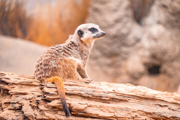 meerkat on guard