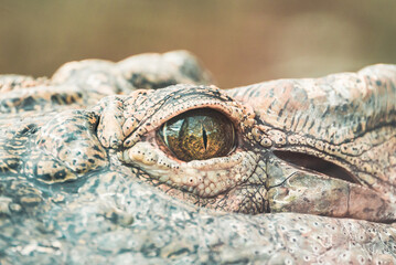 Close up of a crocodile